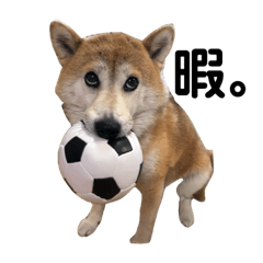 [LINEスタンプ] 柴犬ちゃちゃ。