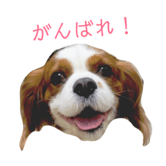 [LINEスタンプ] 愛されチップくん