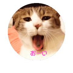 [LINEスタンプ] 猫の自然な表情をスタンプにしました