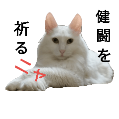 [LINEスタンプ] 飼い猫たちの日常