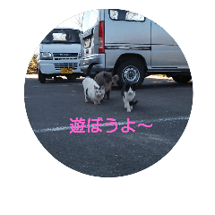 [LINEスタンプ] 飼っているネコちゃんと野良ネコちゃんたち