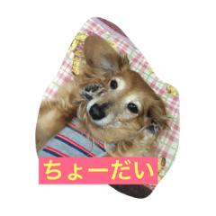 [LINEスタンプ] ちょこらんスタンプ