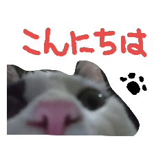 [LINEスタンプ] こたろー Part5