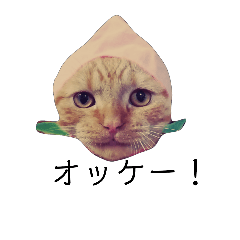 [LINEスタンプ] 折れ耳 ねこの虎太郎