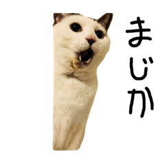 [LINEスタンプ] かわいすぎる動物達