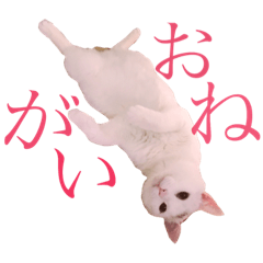 [LINEスタンプ] 保護猫ポドとパグのモカ