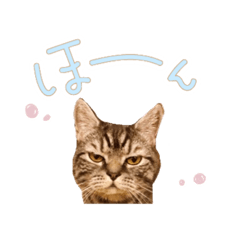 [LINEスタンプ] 南さんちのぶんたくん2