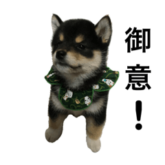 [LINEスタンプ] 黒柴犬 空斗