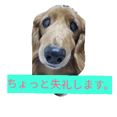 [LINEスタンプ] ココアちゃん3