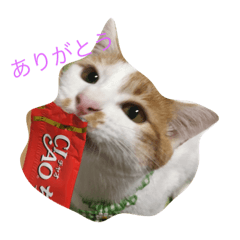 [LINEスタンプ] こはく色々！