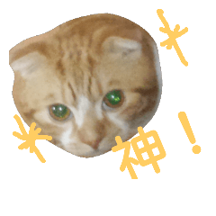 [LINEスタンプ] 猫ざんまい2