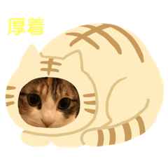 [LINEスタンプ] 猫の双子バージョン2