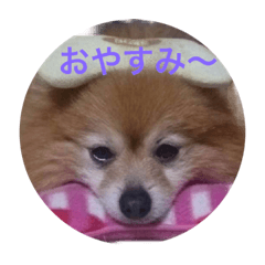 [LINEスタンプ] ちよこぺこ