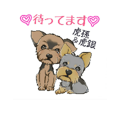 [LINEスタンプ] ヨークシャテリアの虎孫＆虎銀