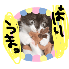 [LINEスタンプ] ねこときどき…スタンプ