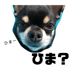 [LINEスタンプ] 黒チワワ「ナイト」の日常