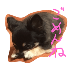 [LINEスタンプ] 毎日そらちゃん2