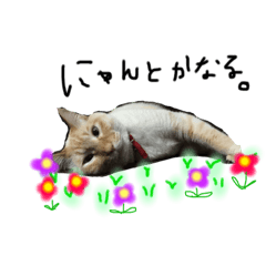 [LINEスタンプ] 笹かま猫ちゃん