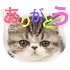 [LINEスタンプ] わさびの日常♩の画像（メイン）