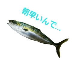 [LINEスタンプ] 魚のあいさつスタンプの画像（メイン）