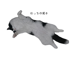 [LINEスタンプ] 猫のはっち