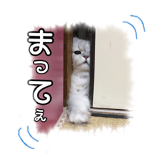 [LINEスタンプ] ペルシャ猫スタンプ2