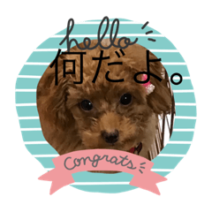 [LINEスタンプ] Pちゃんの可愛いスタンプ