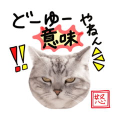 [LINEスタンプ] 関西弁の猫の毎日