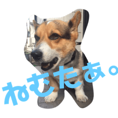 [LINEスタンプ] 愛犬ミッキーさまの常用スタンプの画像（メイン）