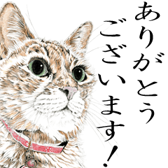 [LINEスタンプ] vol. 6 山田猫Ⅱの画像（メイン）