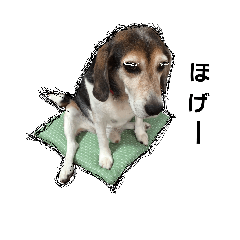 [LINEスタンプ] ジョーイじいさんの画像（メイン）