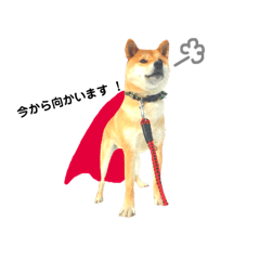 [LINEスタンプ] 柴犬のコタロー