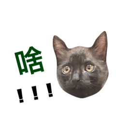 [LINEスタンプ] 黑貓小粉圓の画像（メイン）
