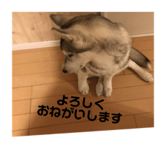 [LINEスタンプ] 挨拶husky3