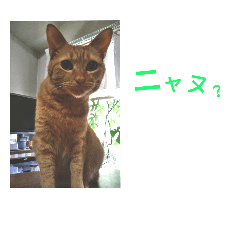 [LINEスタンプ] ネコのちーちゃん2