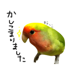 [LINEスタンプ] インコ日和♡