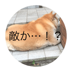 [LINEスタンプ] 太った犬のスタンプ