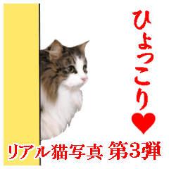 [LINEスタンプ] リアル猫写真スタンプ3。長毛種ネコ実写版！