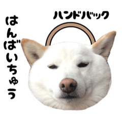 [LINEスタンプ] 白柴さんの画像（メイン）