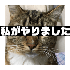 [LINEスタンプ] 猫と猫のスタンプパート3の画像（メイン）