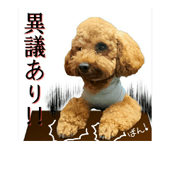 [LINEスタンプ] 保護犬卒業生COCO君のイケかわ日常スタンプの画像（メイン）