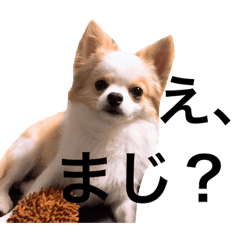 [LINEスタンプ] チワワのクーの日常2