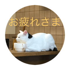 [LINEスタンプ] ぶん屋の猫の画像（メイン）