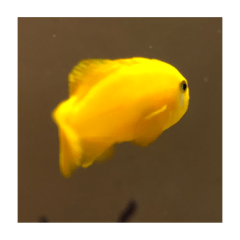 [LINEスタンプ] 東京の魚の画像（メイン）