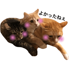 [LINEスタンプ] 佐野家の猫たちの画像（メイン）