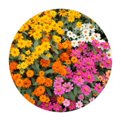 [LINEスタンプ] 夏のお花