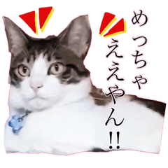 [LINEスタンプ] 猫のジャスティン。実写版。の画像（メイン）