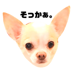 [LINEスタンプ] クールなチワワ