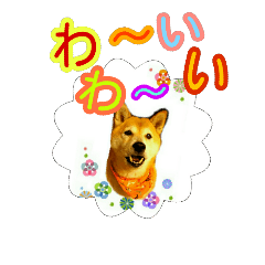 [LINEスタンプ] 柴犬 くるみちゃん 14
