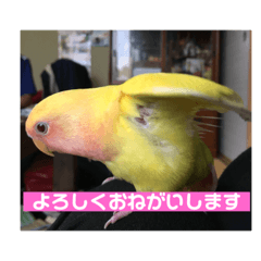 [LINEスタンプ] インコのQOO